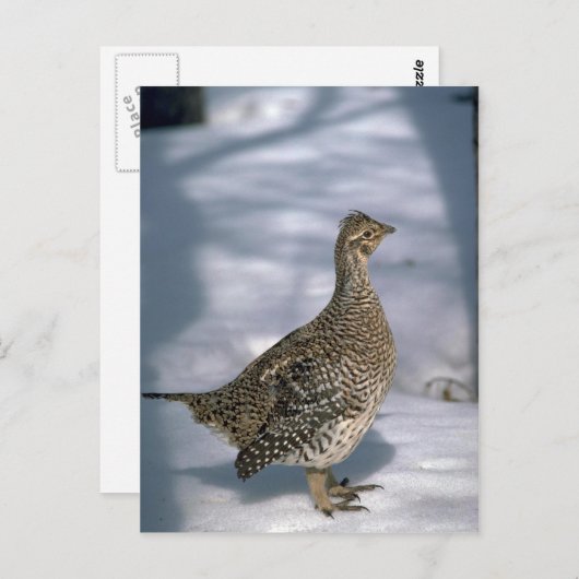 Carte Postale Tétras à queue fine (Devant / Derrière)