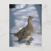 Carte Postale Tétras à queue fine (Devant)