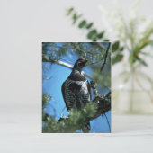 Carte Postale tétras de l'épinette, mâle (Debout devant)