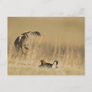 Carte Postale Tétras des prairies mâles au lek dans le comté de 