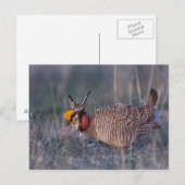 Carte Postale Tétras pâle, Tympanuchus (Devant / Derrière)