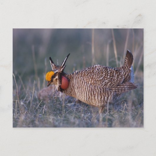 Carte Postale Tétras pâle, Tympanuchus (Devant)