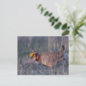 Carte Postale Tétras pâle, Tympanuchus (Debout devant)