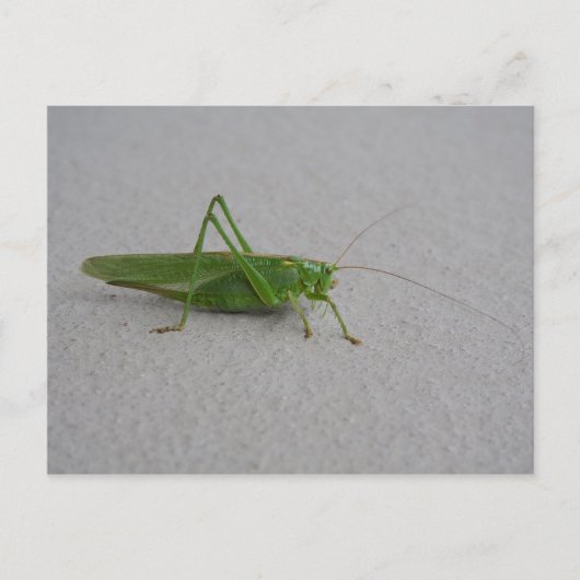 Carte Postale Tettigonia viridissima (Devant)