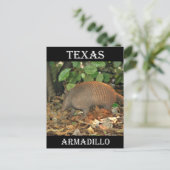 Carte Postale Texas Armadillo (Debout devant)