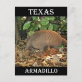 Carte Postale Texas Armadillo (Devant)