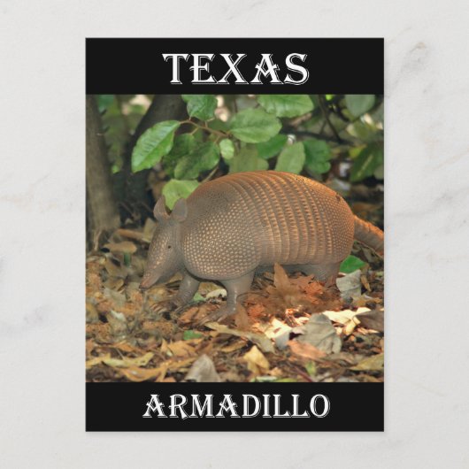 Carte Postale Texas Armadillo (Devant)