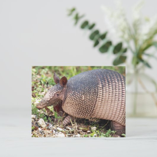Carte postale Texas Armadillo #3 (Debout devant)