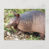 Carte postale Texas Armadillo #3 (Devant)
