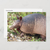 Carte postale Texas Armadillo #3 (Devant / Derrière)
