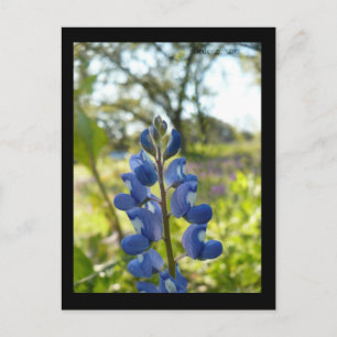 Carte postale Texas Blue Bonnet
