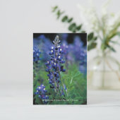 Carte postale / Texas Bluebonnet (Debout devant)