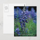 Carte postale / Texas Bluebonnet (Devant / Derrière)