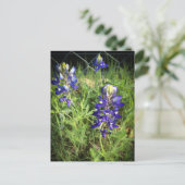 Carte Postale Texas Bluebonnet (Debout devant)