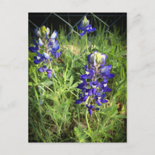 Carte Postale Texas Bluebonnet