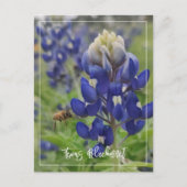Carte Postale Texas Bluebonnet (Devant)