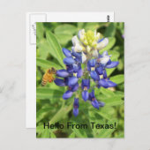 Carte postale Texas Bluebonnet (Devant / Derrière)