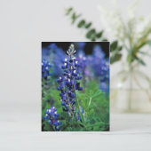 Carte Postale Texas Bluebonnet (Debout devant)