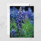 Carte Postale Texas Bluebonnet (Devant / Derrière)