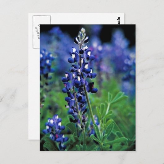 Carte Postale Texas Bluebonnet (Devant / Derrière)