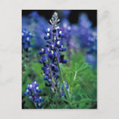 Carte Postale Texas Bluebonnet (Devant)
