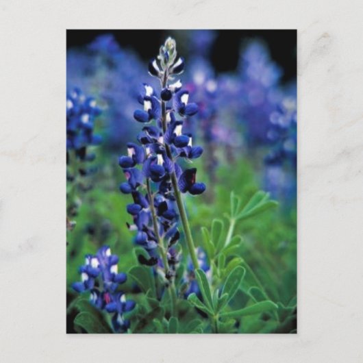 Carte Postale Texas Bluebonnet (Devant)