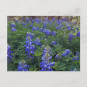 CARTE POSTALE TEXAS BLUEBONNETS (Devant)