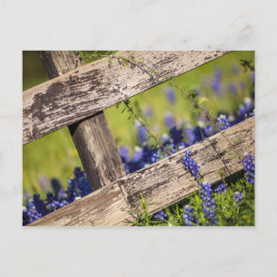 Carte Postale Texas Bluebonnets Autour D'Une clôture De Campagne