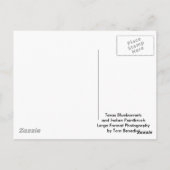 Carte Postale Texas Bluebonnets et pinceau indien (Dos)