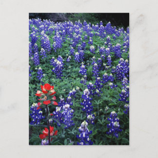 Carte Postale Texas Bluebonnets et pinceau indien