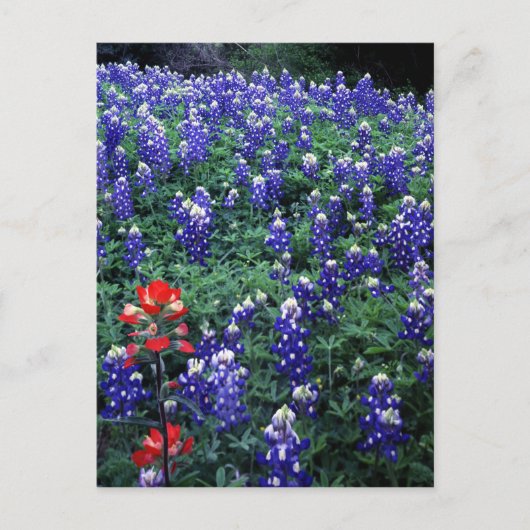 Carte Postale Texas Bluebonnets et pinceau indien (Devant)