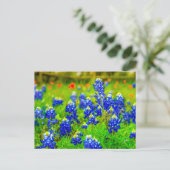 Carte Postale Texas Bluebonnets Indian Paintbrush (Debout devant)