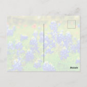 Carte Postale Texas Bluebonnets Indian Paintbrush (Dos)