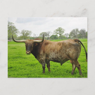 Carte Postale Texas Burn Orange Longhorn Steer