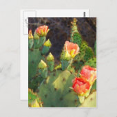 Carte Postale Texas Cactus 2 (Devant / Derrière)