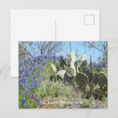 Carte postale Texas Fleurs sauvages & Cactus | Sou (Devant / Derrière)