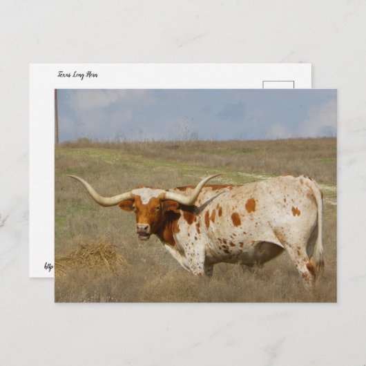 Carte Postale Texas Long Horn (Devant / Derrière)