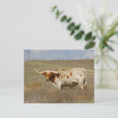 Carte postale Texas Long Horn (Debout devant)