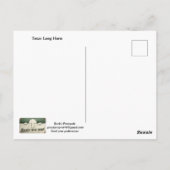 Carte postale Texas Long Horn (Dos)