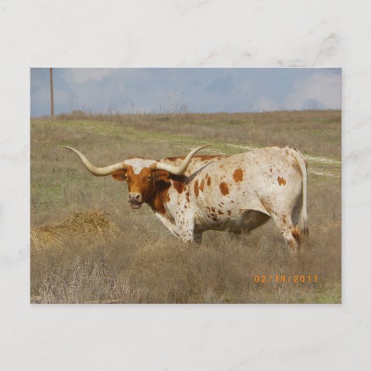 Carte postale Texas Long Horn (Devant)