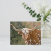 Carte Postale Texas Longhorn (Debout devant)