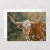 Carte Postale Texas Longhorn (Devant / Derrière)