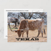Carte postale Texas Longhorn (Devant / Derrière)