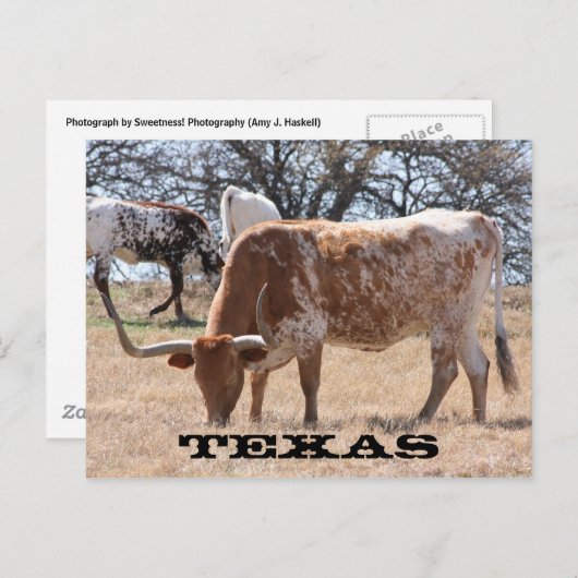 Carte postale Texas Longhorn (Devant / Derrière)