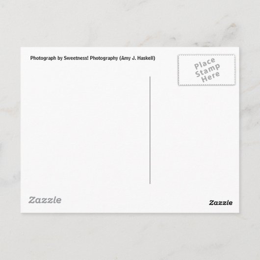 Carte postale Texas Longhorn (Dos)