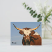 Carte Postale Texas Longhorn (Debout devant)