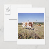 Carte Postale Texas Longhorn Breed (photo) (Devant / Derrière)