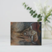 Carte Postale Texas Longhorn Bull (Debout devant)