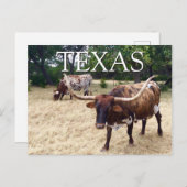 Carte postale Texas Longhorn Cattle (Devant / Derrière)