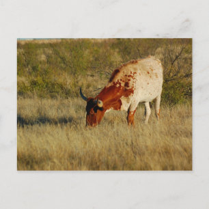 Carte Postale Texas Longhorn Cattle